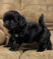 Male Malshi 1, a male Mal Shi for sale in DeRidder, LA – 1 of 3