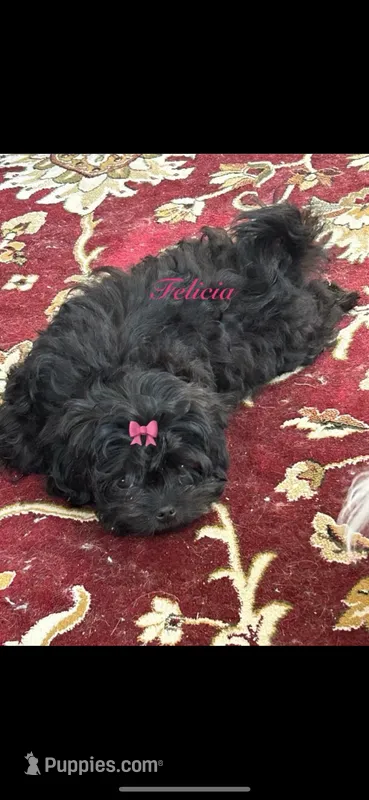 Fem Malshi 1 – Mal Shi puppy for sale in DeRidder, LA