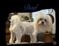 Male Malshi 1, a male Mal Shi for sale in DeRidder, LA – 2 of 3