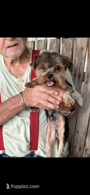 Jordie – Yorkshire Terrier puppy for sale in DeRidder, LA