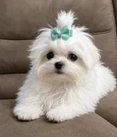 Sash, a female Mal Shi for sale in DeRidder, LA – 1 of 5