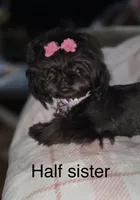 Male Malshi 1, a male Mal Shi for sale in DeRidder, LA – 3 of 3