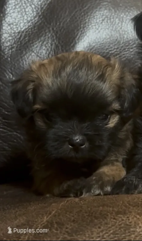 Fem Malshi 1 – Mal Shi puppy for sale in DeRidder, LA