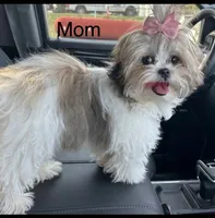 Sash, a female Mal Shi for sale in DeRidder, LA – 4 of 5