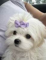 Sash, a female Mal Shi for sale in DeRidder, LA – 3 of 5