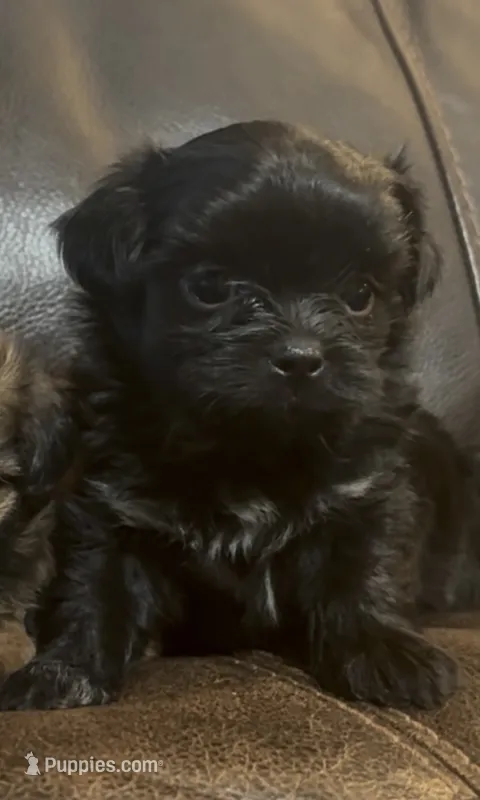 Fem Malshi 1 – Mal Shi puppy for sale in DeRidder, LA