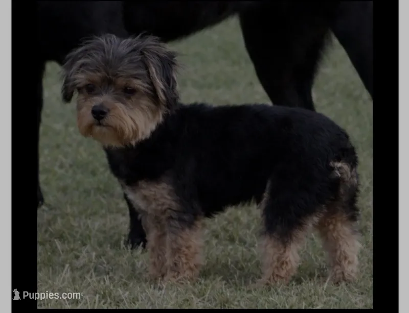 Jordie – Yorkshire Terrier puppy for sale in DeRidder, LA