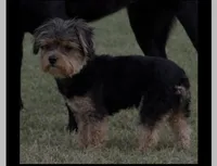 Jordie, a male Yorkshire Terrier for sale in DeRidder, LA – 1 of 1