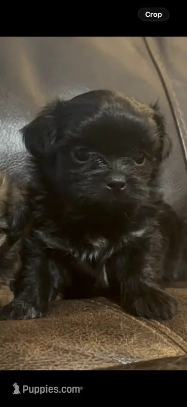 Male Malshi 1 – Mal Shi puppy for sale in DeRidder, LA