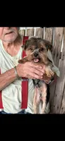 Jordie, a male Yorkshire Terrier for sale in DeRidder, LA – 2 of 2