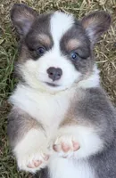 Bluie, a male Pembroke Welsh Corgi for sale in Pasadena, MD – 2 of 3