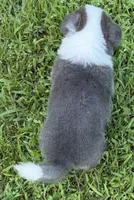 Bluie, a male Pembroke Welsh Corgi for sale in Pasadena, MD – 3 of 3