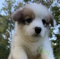 Panda  Bolt, a male Pembroke Welsh Corgi for sale in Pasadena, MD – 4 of 4