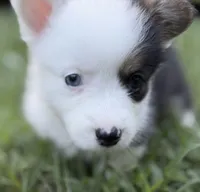 Oreo, a female Pembroke Welsh Corgi for sale in Pasadena, MD – 4 of 4