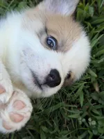 Panda  Bolt, a male Pembroke Welsh Corgi for sale in Pasadena, MD – 2 of 4