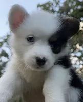 Oreo, a female Pembroke Welsh Corgi for sale in Pasadena, MD – 2 of 4