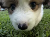 Theo, a male Pembroke Welsh Corgi for sale in Pasadena, MD – 5 of 5