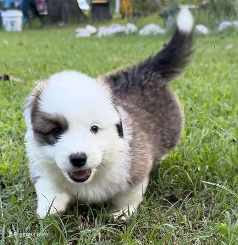 Willie – Pembroke Welsh Corgi puppy for sale in Pasadena, MD