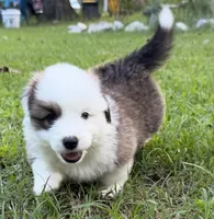 Willie, a male Pembroke Welsh Corgi for sale in Pasadena, MD – 1 of 3