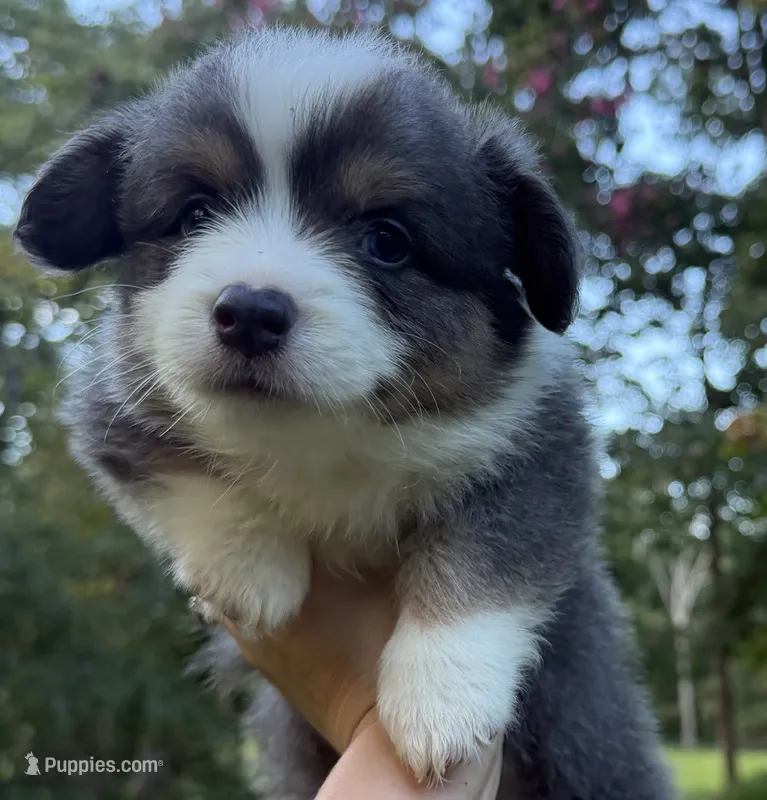 Bluie – Pembroke Welsh Corgi puppy for sale in Pasadena, MD