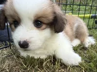 Theo, a male Pembroke Welsh Corgi for sale in Pasadena, MD – 2 of 5