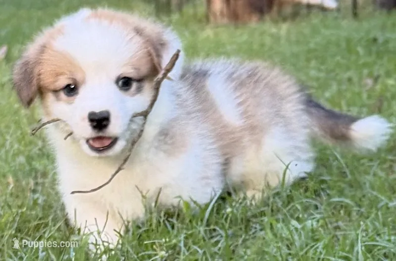 Panda  Bolt – Pembroke Welsh Corgi puppy for sale in Pasadena, MD