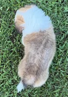 Theo, a male Pembroke Welsh Corgi for sale in Pasadena, MD – 4 of 5