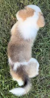 Panda  Bolt, a male Pembroke Welsh Corgi for sale in Pasadena, MD – 3 of 4
