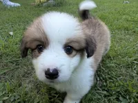 Theo, a male Pembroke Welsh Corgi for sale in Pasadena, MD – 3 of 5
