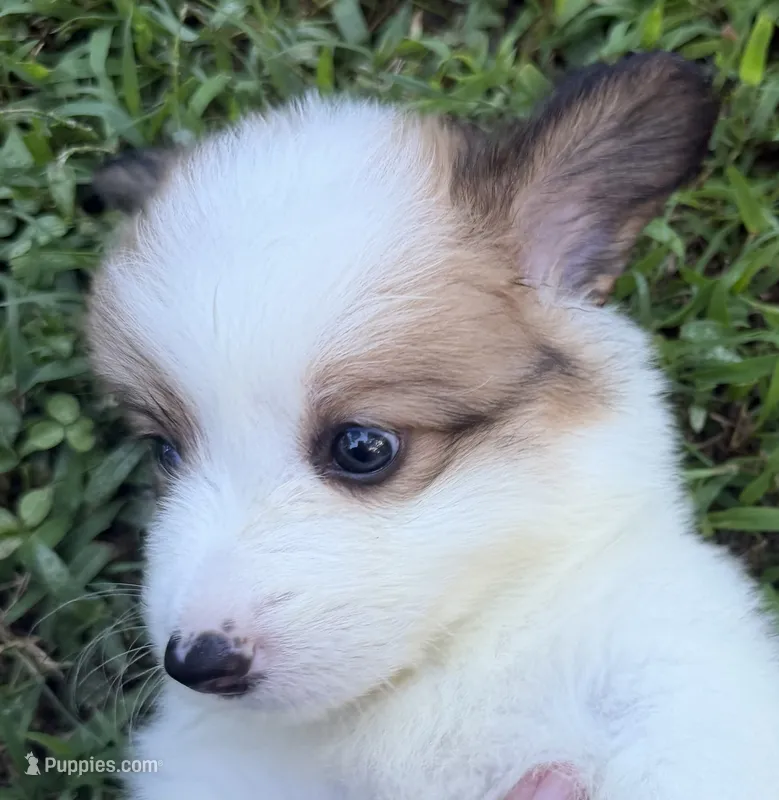 Theo – Pembroke Welsh Corgi puppy for sale in Pasadena, MD