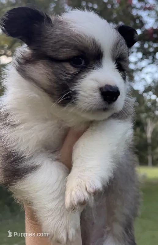 Isla – Pembroke Welsh Corgi puppy for sale in Pasadena, MD