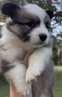 Isla, a female Pembroke Welsh Corgi for sale in Pasadena, MD – 1 of 1
