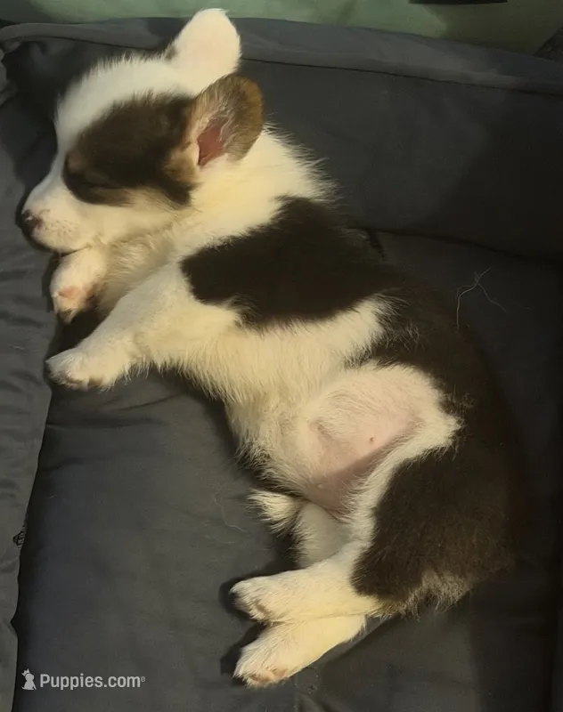 Oreo – Pembroke Welsh Corgi puppy for sale in Pasadena, MD