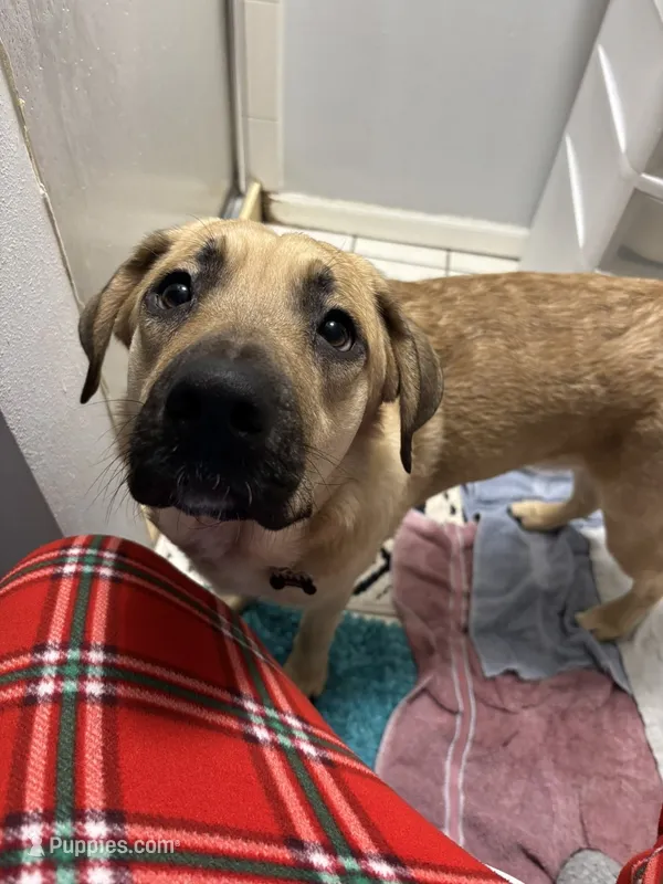 Titus – Labrador Retriever puppy for sale in Oshkosh, WI