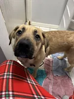 Titus, a male Labrador Retriever for sale in Oshkosh, WI – 1 of 3