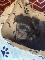 Vito, a male Yorkshire Terrier for sale in Mechanicsville, VA – 9 of 10