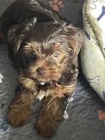 Vito, a male Yorkshire Terrier for sale in Mechanicsville, VA – 2 of 10