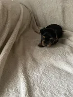 Uma, a female Yorkshire Terrier for sale in Mechanicsville, VA – 3 of 4