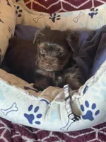 Vito, a male Yorkshire Terrier for sale in Mechanicsville, VA – 7 of 10