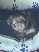 Willo, a female Yorkshire Terrier for sale in Mechanicsville, VA – 4 of 10