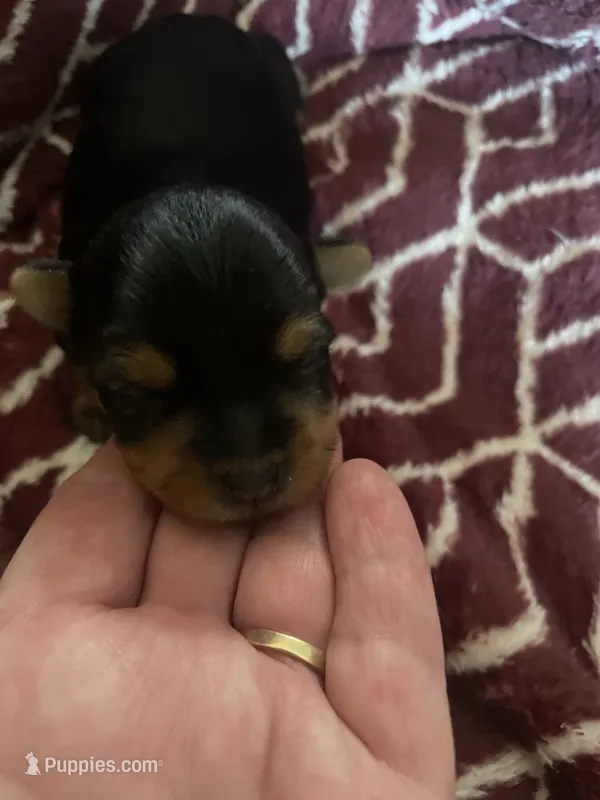 Trudy – Yorkshire Terrier puppy for sale in Mechanicsville, VA
