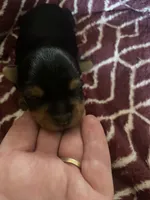 Trudy, a female Yorkshire Terrier for sale in Mechanicsville, VA – 1 of 1