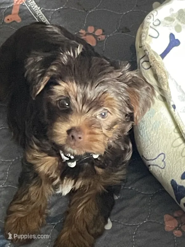 Vito – Yorkshire Terrier puppy for sale in Mechanicsville, VA