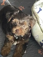 Vito, a male Yorkshire Terrier for sale in Mechanicsville, VA – 1 of 10