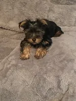 Sonny, a male Yorkshire Terrier for sale in Mechanicsville, VA – 7 of 7
