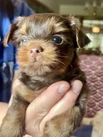 Will, a male Yorkshire Terrier for sale in Mechanicsville, VA – 7 of 9