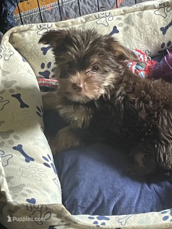 Will – Yorkshire Terrier puppy for sale in Mechanicsville, VA