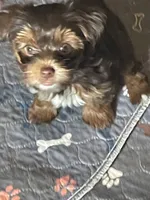 Xena, a female Yorkshire Terrier for sale in Mechanicsville, VA – 3 of 10