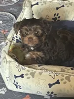 Vito, a male Yorkshire Terrier for sale in Mechanicsville, VA – 4 of 10