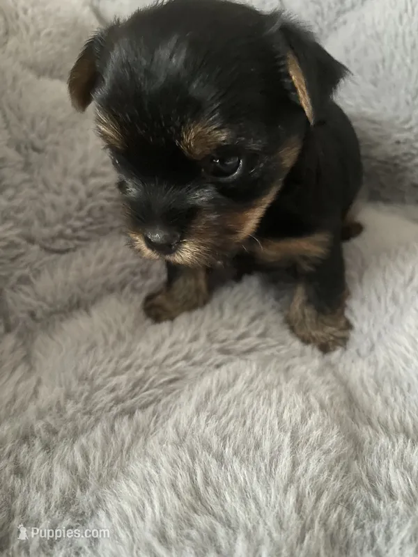 Vita – Yorkshire Terrier puppy for sale in Mechanicsville, VA